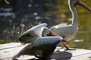 Great White Pelicans by the Water