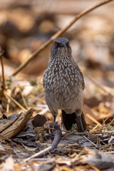 arrow-marked babbler