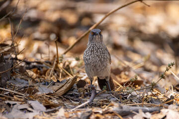 arrow-marked babbler