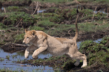 lions jump over a small water channel in the Okavango delta