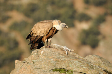 ratoneros y milanos en tierras abulenses,Avila.España