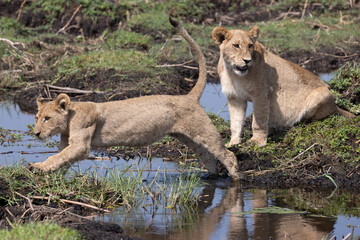 lions jump over a small water channel in the Okavango delta