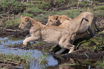 lions jump over a small water channel in the Okavango delta