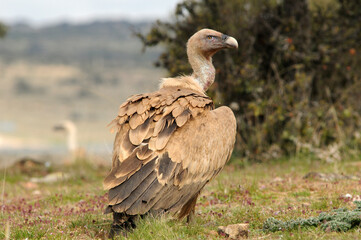 milanos y rfatoneros en el campo