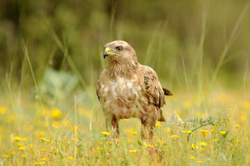 milanos y rfatoneros en el campo
