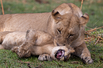 lioness with its yawning cub