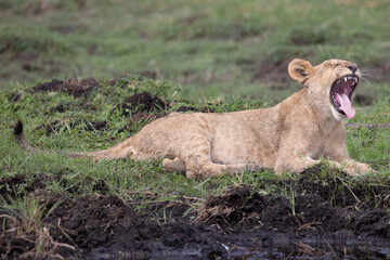 yawning lion