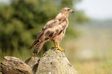 milanos y rfatoneros en el campo
