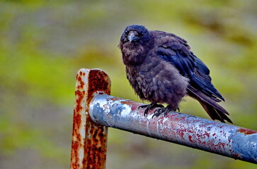 Northwestern crow sitting near Old Massett on Graham Island in Haida Gwaii, BC Canada