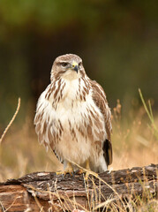 milanos y rfatoneros en el campo