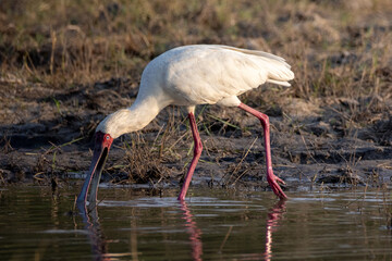 spoonbill bird wades in shallow waters