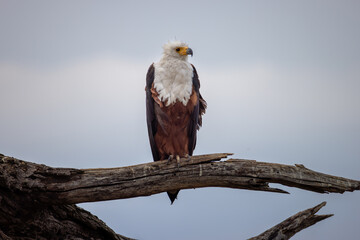 african fish eagle sits on a dead tree