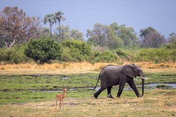 Fototapeta premium an elephant in the okavango delta