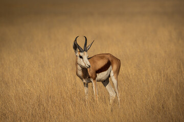 Etosha National Park