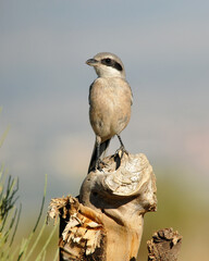 milanos y rfatoneros en el campo