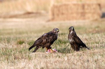 milanos y rfatoneros en el campo