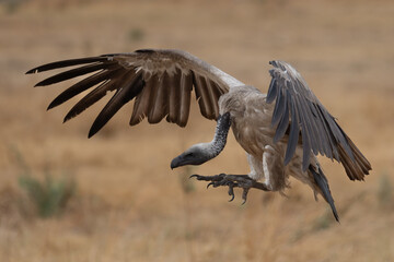 landing white-backed vulture 