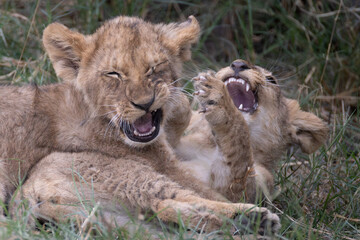 two playing lion cubs