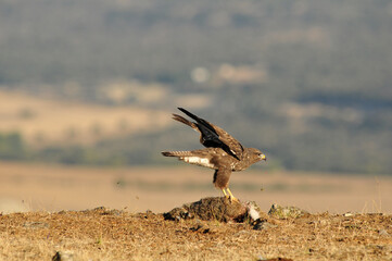 milanos y rfatoneros en el campo
