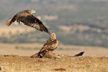 milanos y rfatoneros en el campo
