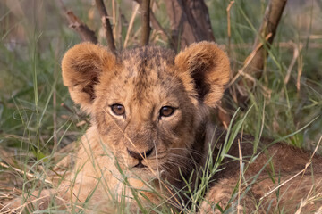 a lion cub in Moremi NP, Botswana