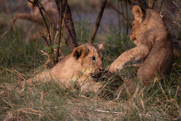 two playing lion cubs