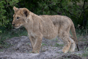 a lion cub in Moremi NP, Botswana