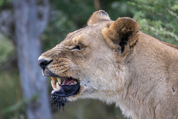 portrait picture of a growling lioness - Moremi NP, Botswana