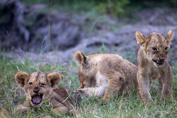 3 very cute (and sleepy) lion cubs