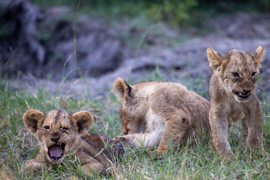 3 very cute (and sleepy) lion cubs