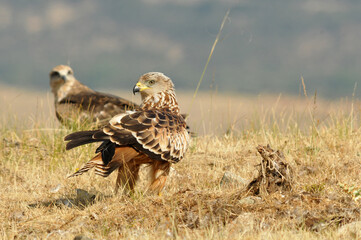 milanos y rfatoneros en el campo