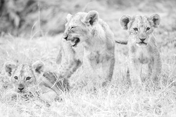black and white picture of 3 lion cubs in Moremi NP, Botswana