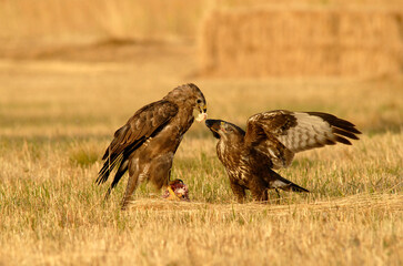 milanos y rfatoneros en el campo