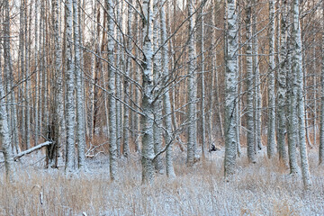 Frosty woodland of birch trees in the early winter