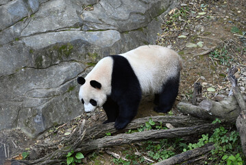a giant panda walking on the ground in the zoo