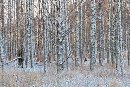 Frosty woodland of birch trees in the early winter