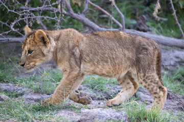 Fototapeta premium a lion cub in Moremi NP, Botswana