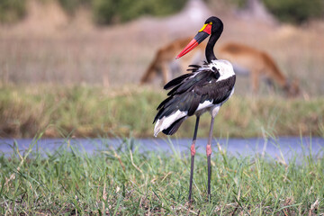 a saddle-billed stork in Botswana