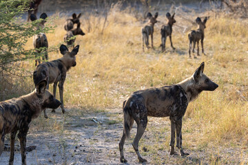a pack of african wild dogs in Botswana