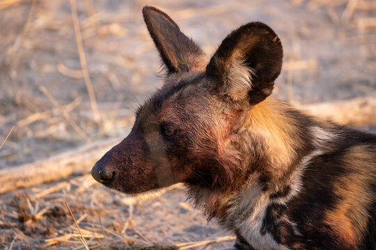 an african wild dog is covered with blood after the successfull hunting of an impala antelope - Powered by Adobe