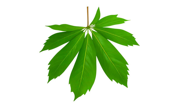 green leaf of a nettle.palmately compound leaf, typical of the Aesculus genus, commonly known as buckeyes or horse-chestnuts. 