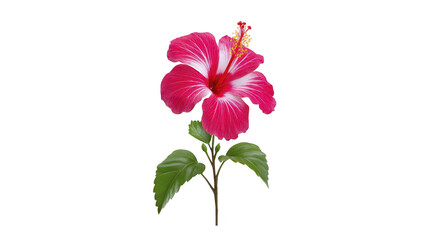 Red hibiscus flower with green leaves, isolated on transparency background, showing vibrant petals and natural beauty, perfect for botanical, tropical, or floral design concepts