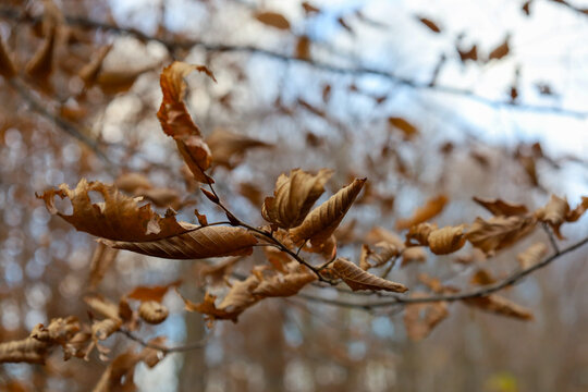 ​A close-up shot of a branch with dry brown leaves remaining on the tree in late autumn or early winter.