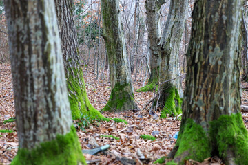 A frontal image demonstrates an autumn forest where tree trunks covered with gray bark are encircled by a bright green carpet of moss at the base.