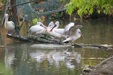 Great White Pelicans by the Water