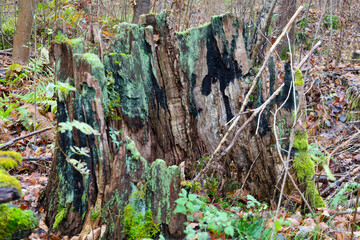​A vivid image shows a tall, decaying old tree stump thickly covered with bright green moss and lichen, surrounded by fallen forest leaves and small plants.