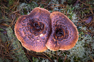 Shingled hedgehog mushroom
