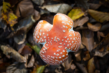 Amanita muscaria, Fly agaric mushroom top view