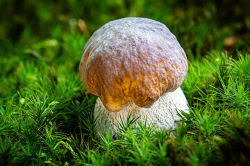 Summer cep mushroom close up