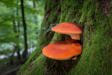 Beefsteak fungus close up